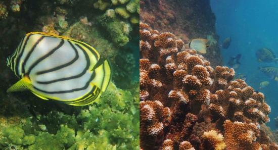 Hambantota Port : A Marine Biodiversity Hotspot